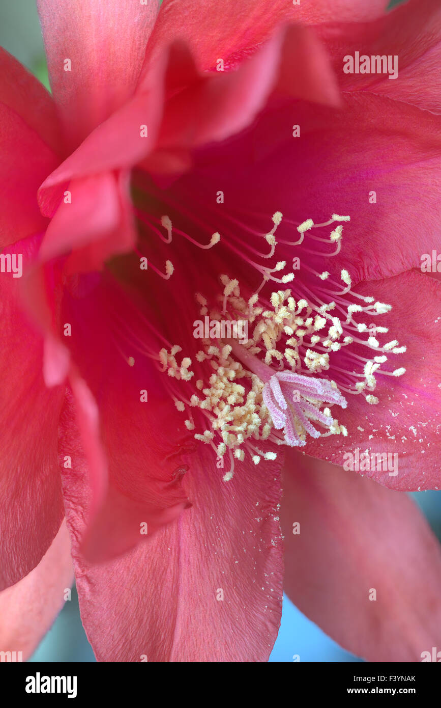 Epiphyllum fiore Foto Stock