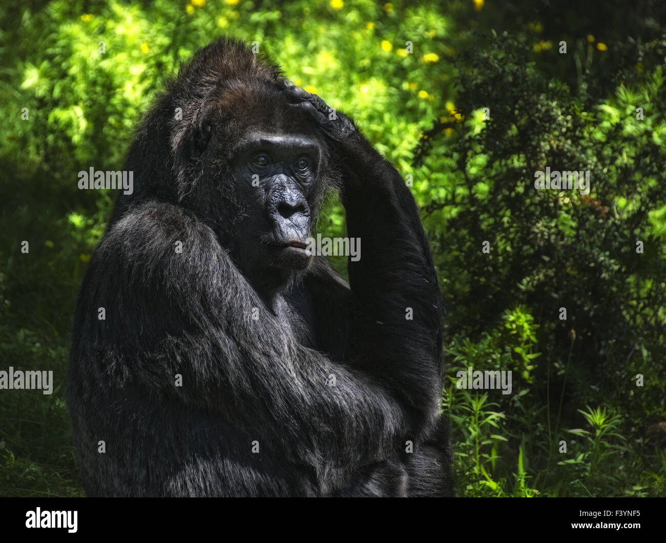 Gorilla-donna Foto Stock
