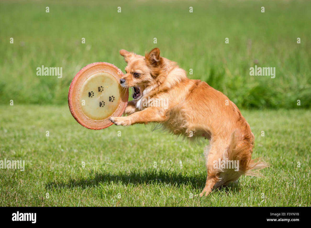 Cane con un frisbee Foto Stock