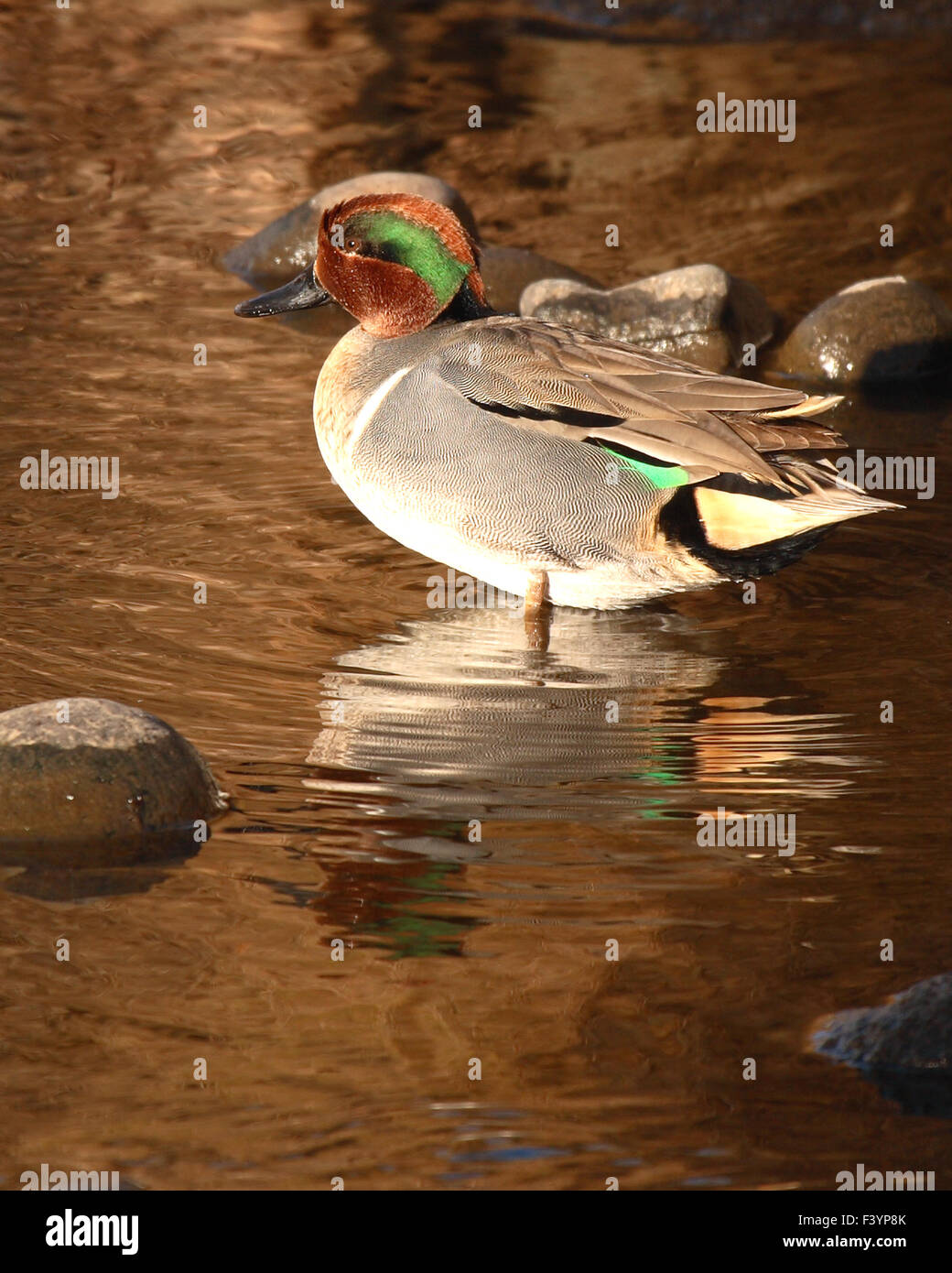 Un verde-winged Teal drake su un fiume d'inverno. Foto Stock