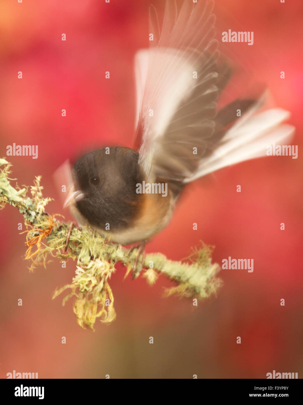 Una sfocatura di movimento da un Junco su un bel pesce persico. Foto Stock
