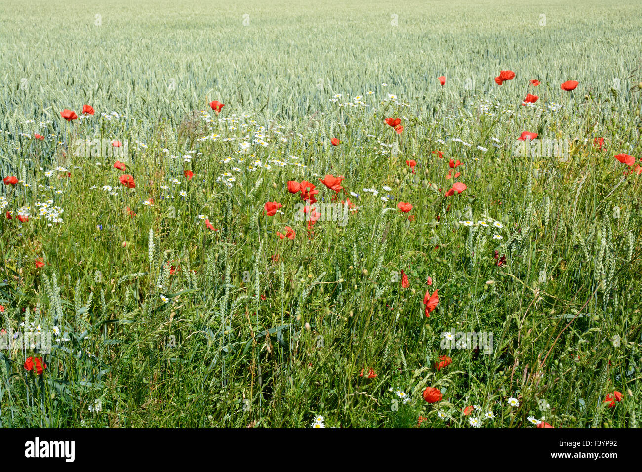 Avene di campo con wild papaveri rossi Foto Stock
