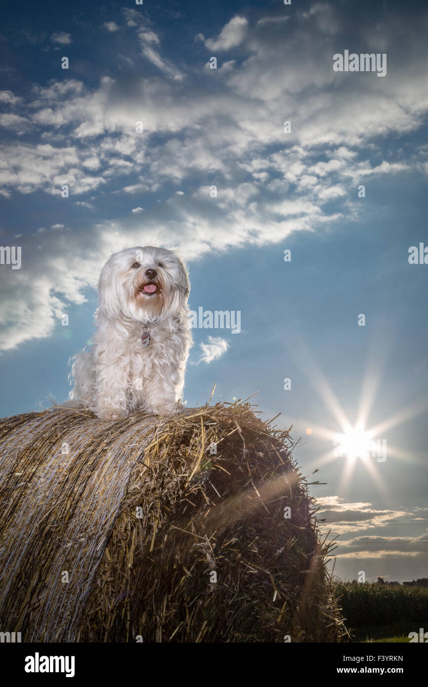 Due stelle brillanti Foto Stock