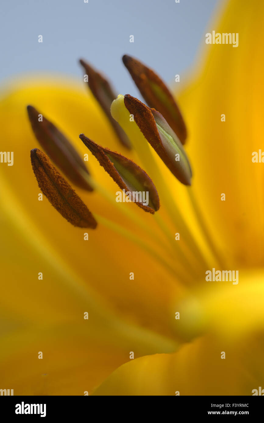 Yellow Lilly Foto Stock