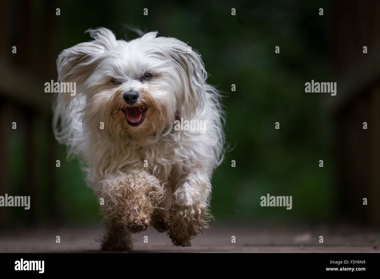 Cane che corre verso la telecamera Foto Stock