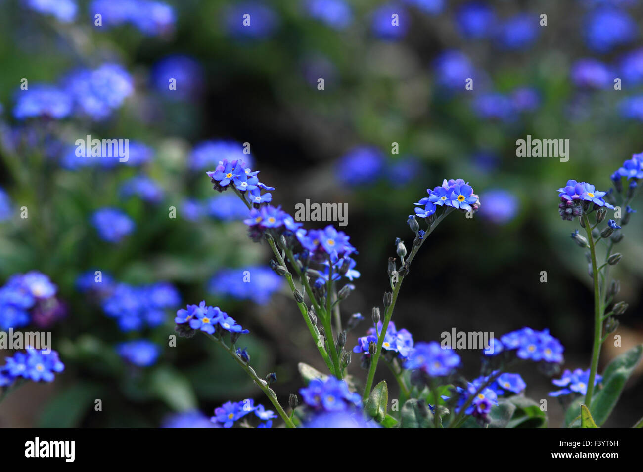 Bella foto della fioritura di piccoli fiori blu Foto Stock