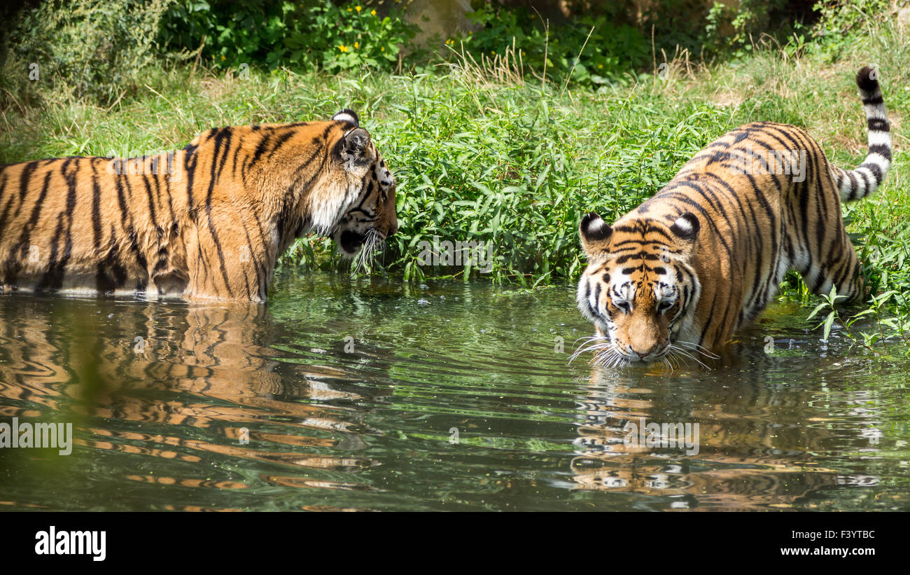 Paio di tigri Foto Stock