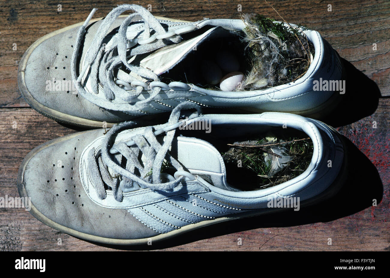 Nido in sneakers Foto Stock