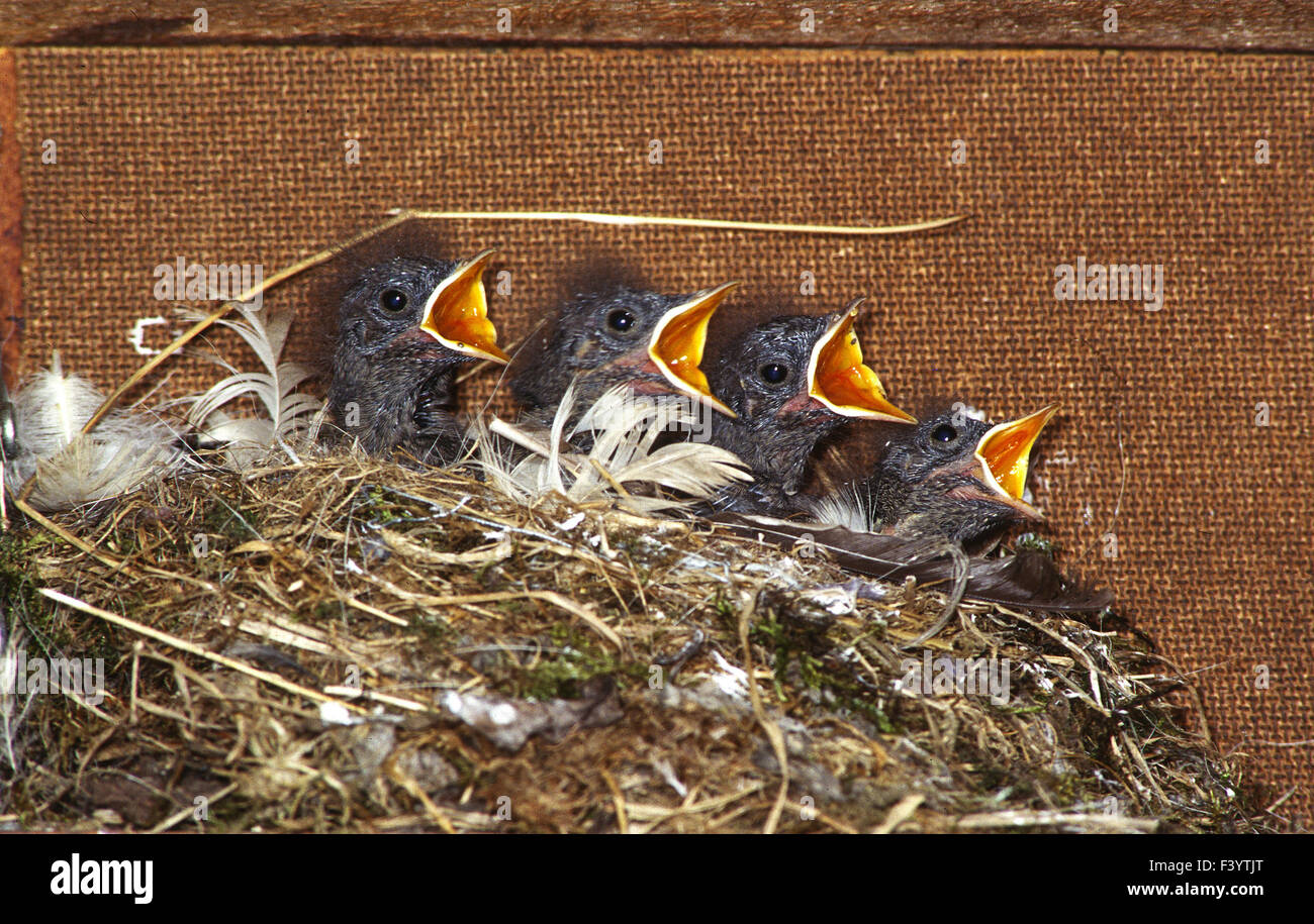 Neonata di uccelli Foto Stock