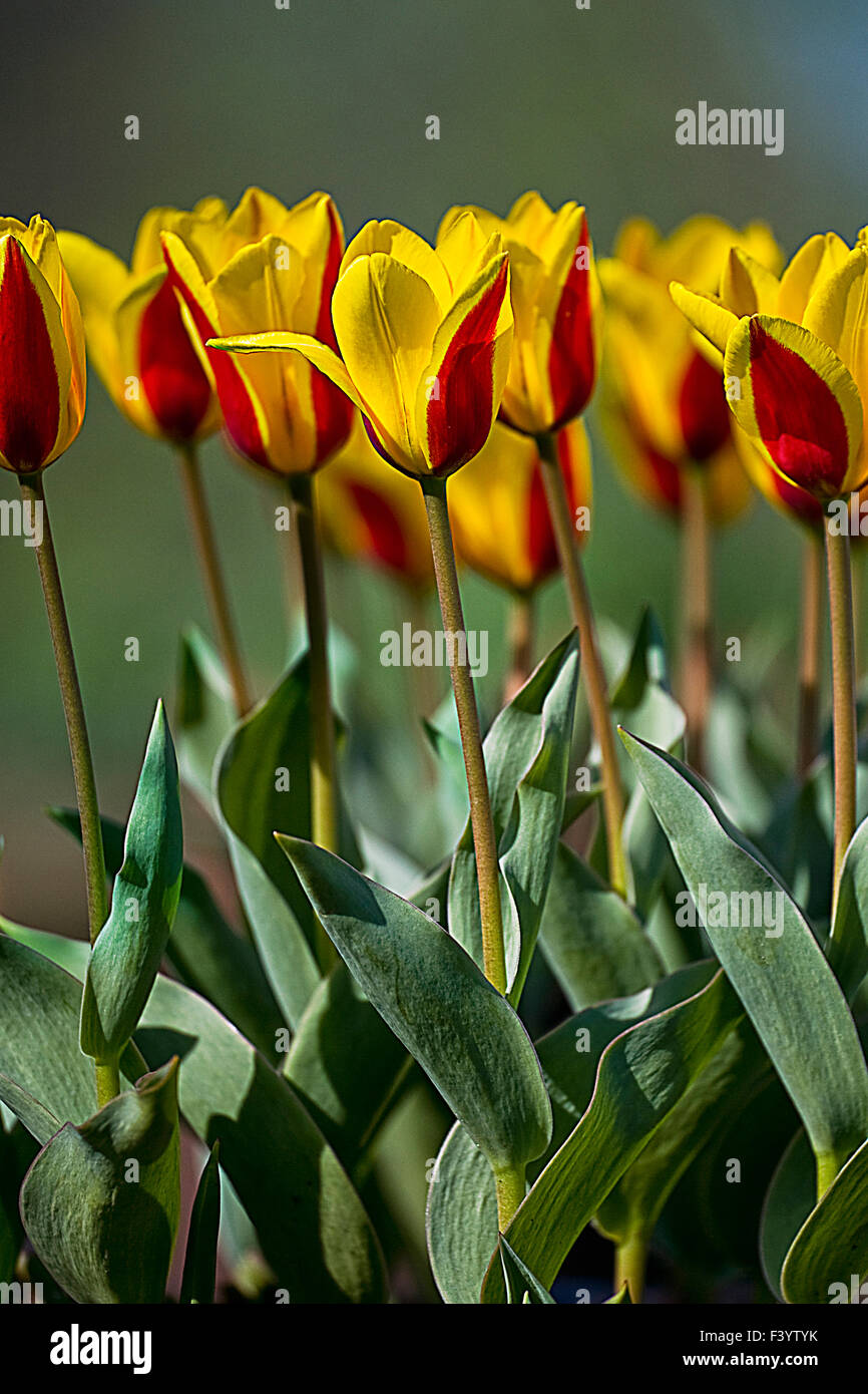 Tulpis Foto Stock