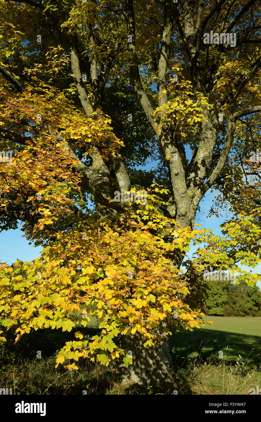 Platano albero autunno Foto Stock