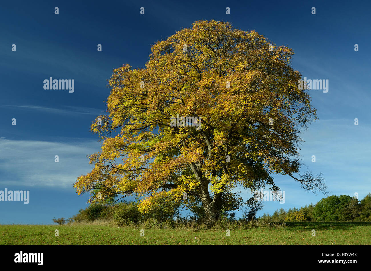 Platano albero autunno Foto Stock
