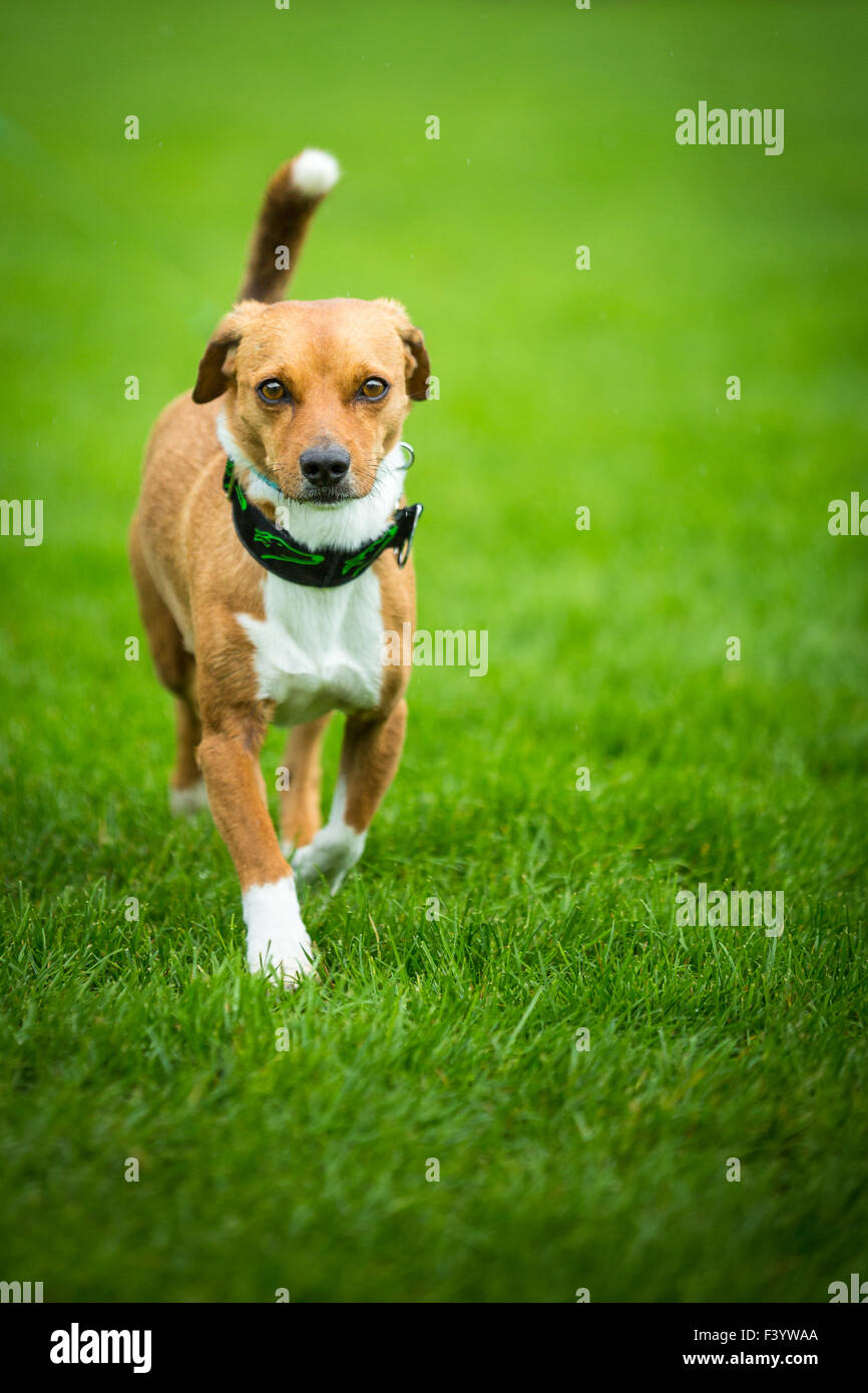 Cane ansioso Foto Stock