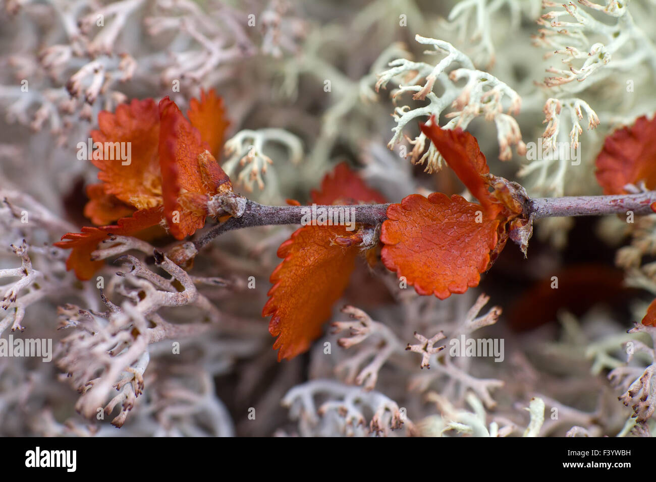 Polare secco macro di Betulla sul muschio Foto Stock