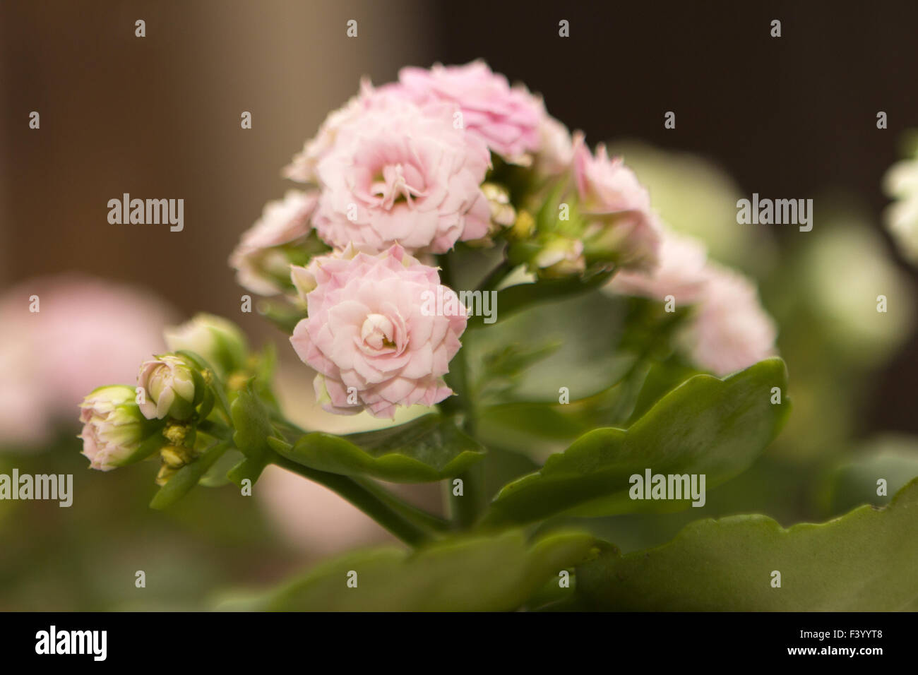 Fiori di rose come closeup con foglie di colore verde Foto Stock