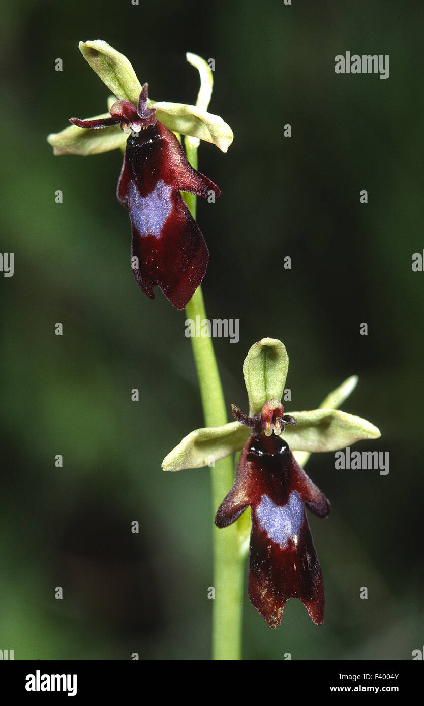 Ophrys insectifera Foto Stock