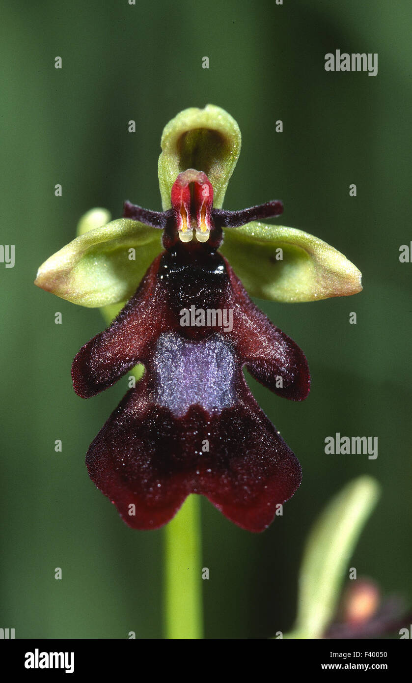 Ophrys insectifera Foto Stock