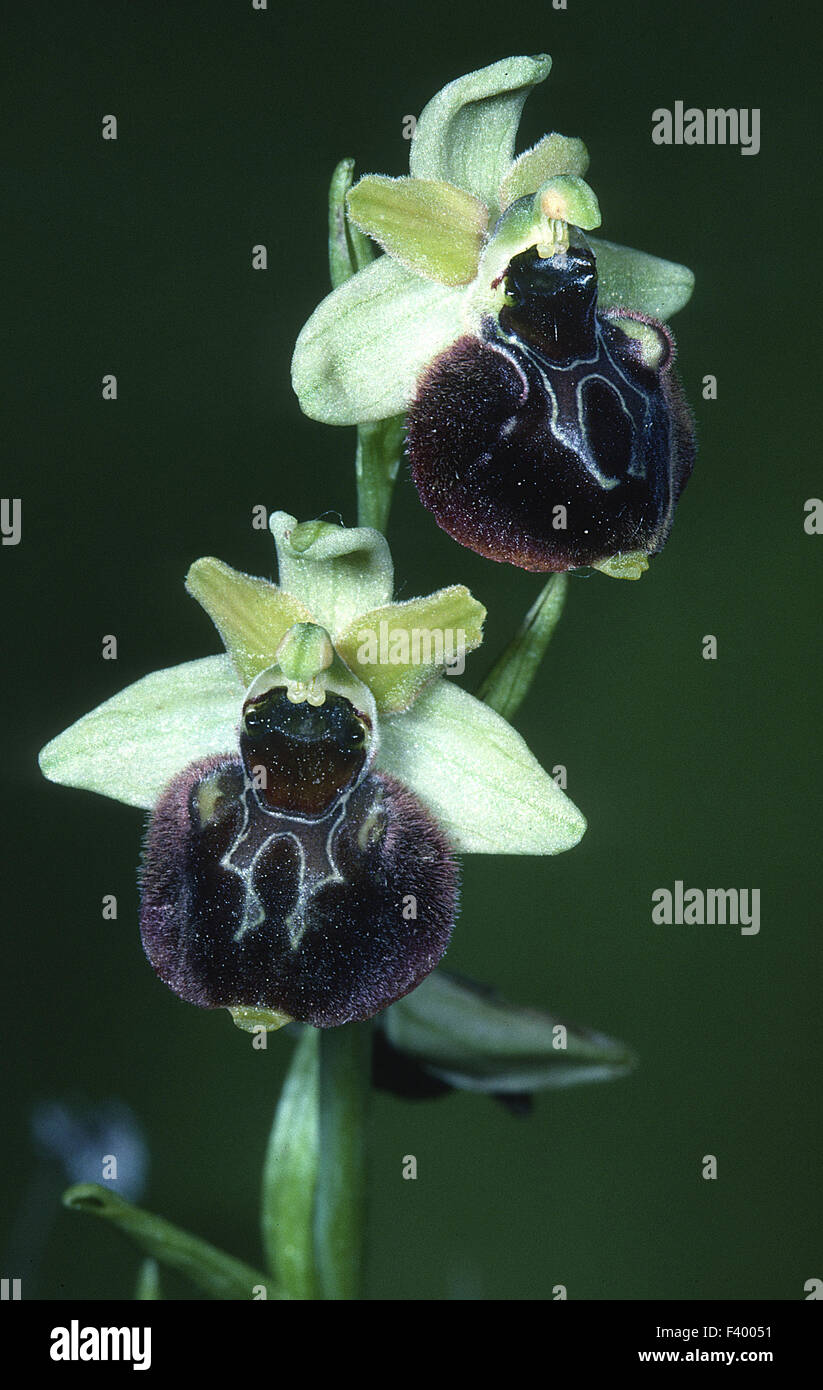 Orchid Ophrys sphegodes Foto Stock