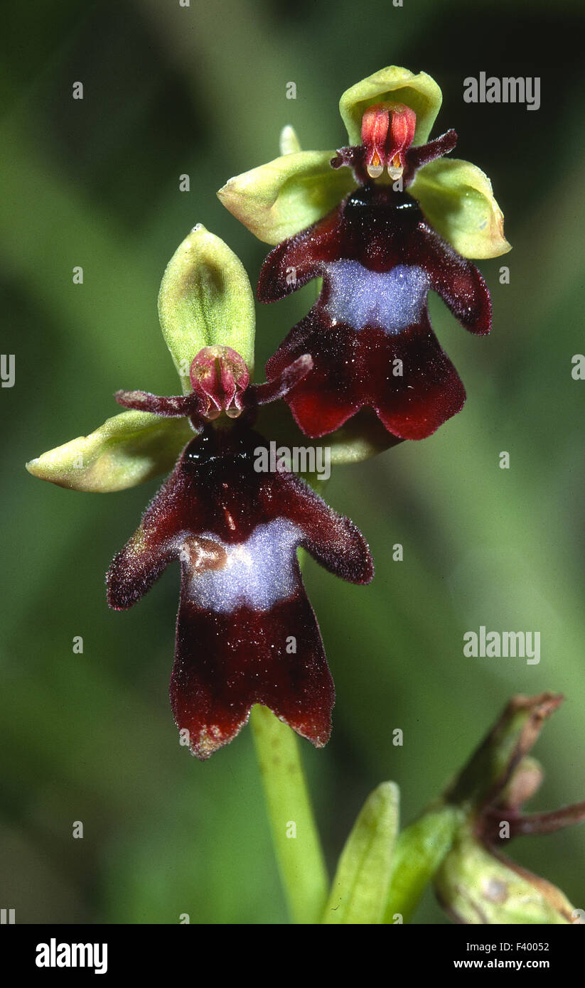 Orchid Ophrys insectifera Foto Stock