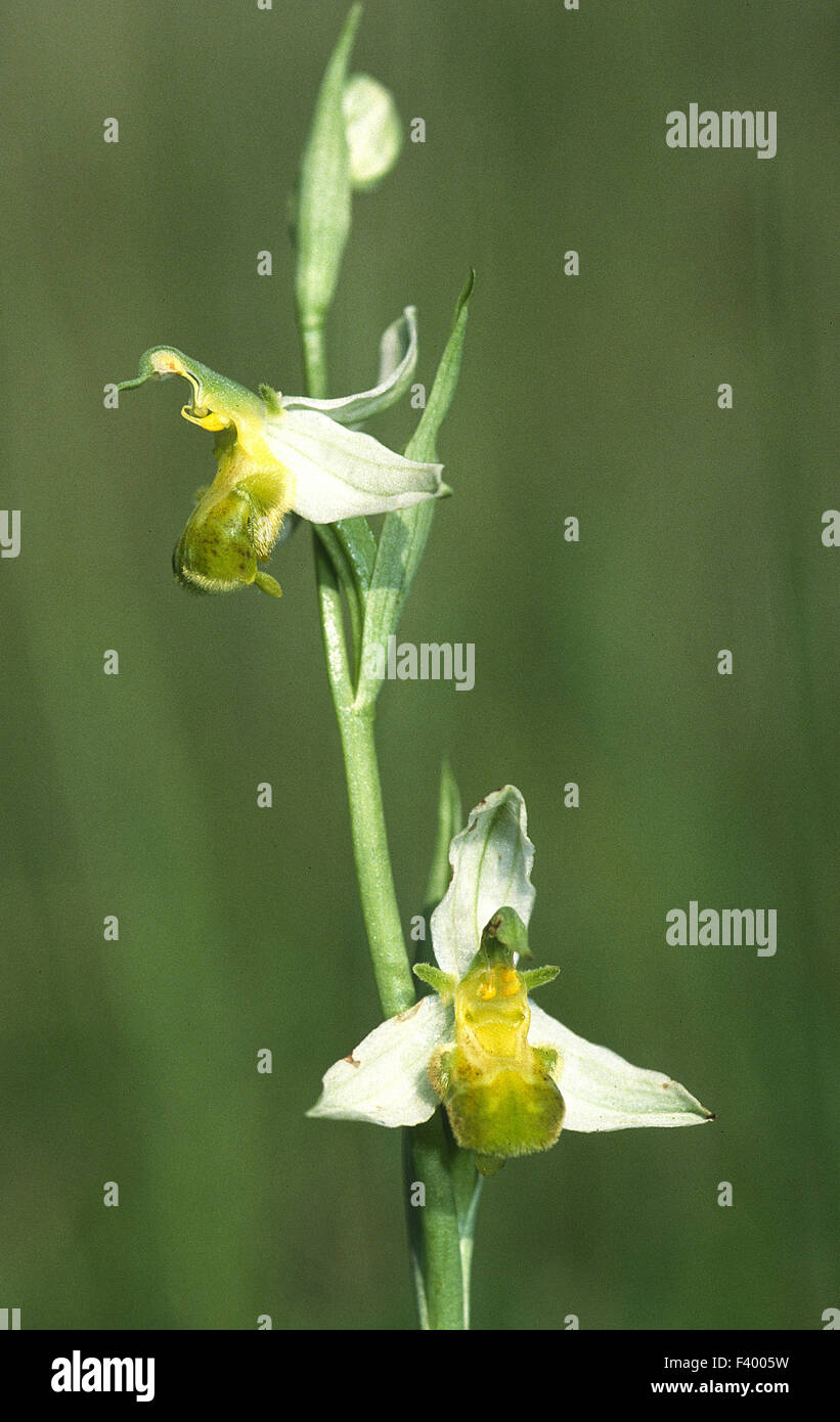 Orchid Ophrys apifera varietaet Foto Stock