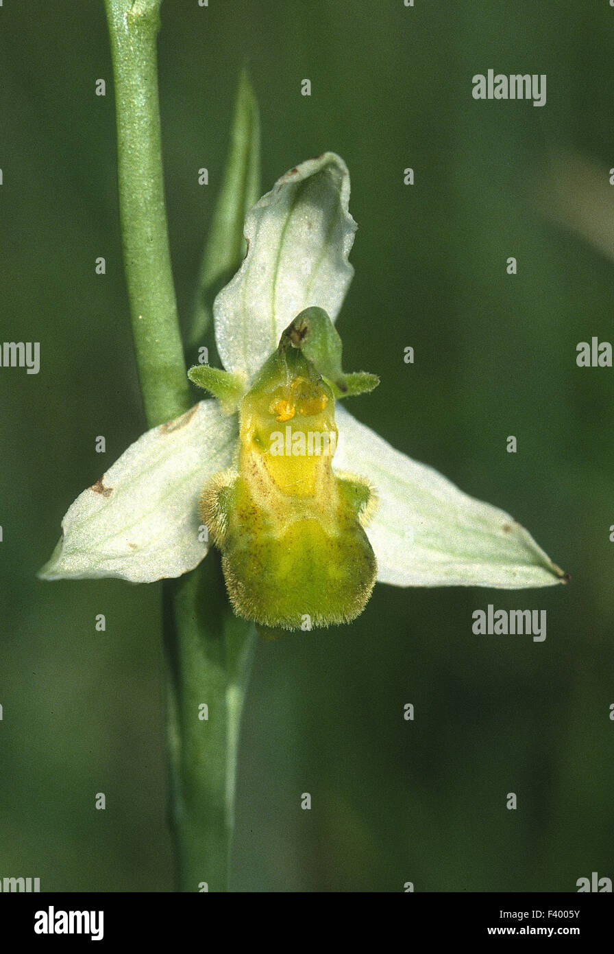 Orchid ophrys apifera varietaet Foto Stock