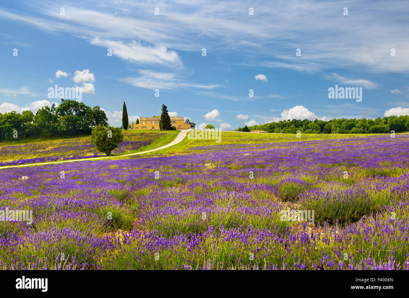 Campo di lavanda in Provenza, Francia. Foto Stock