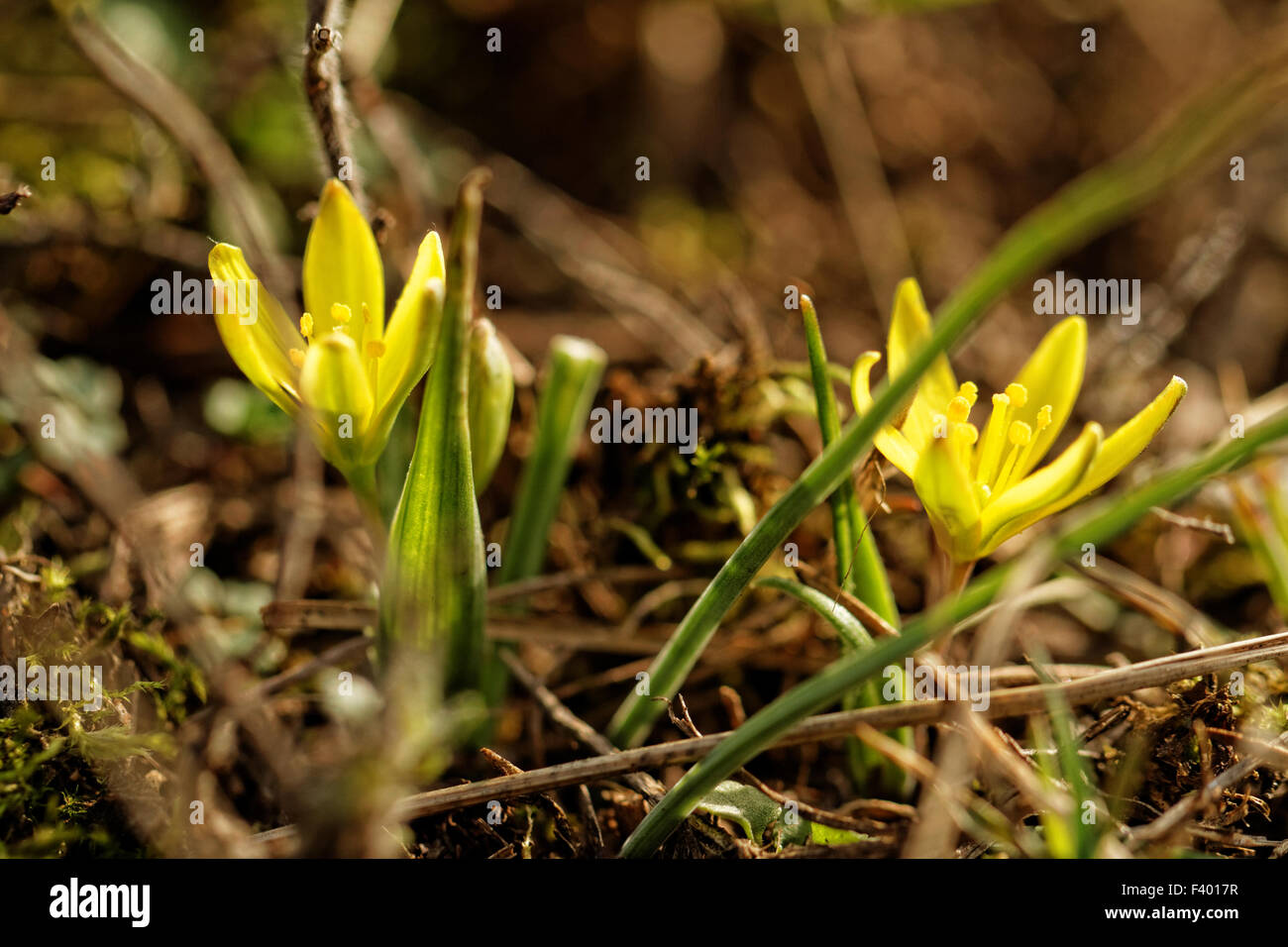 Foto di un piccolo e bellissimo fiore giallo Foto Stock