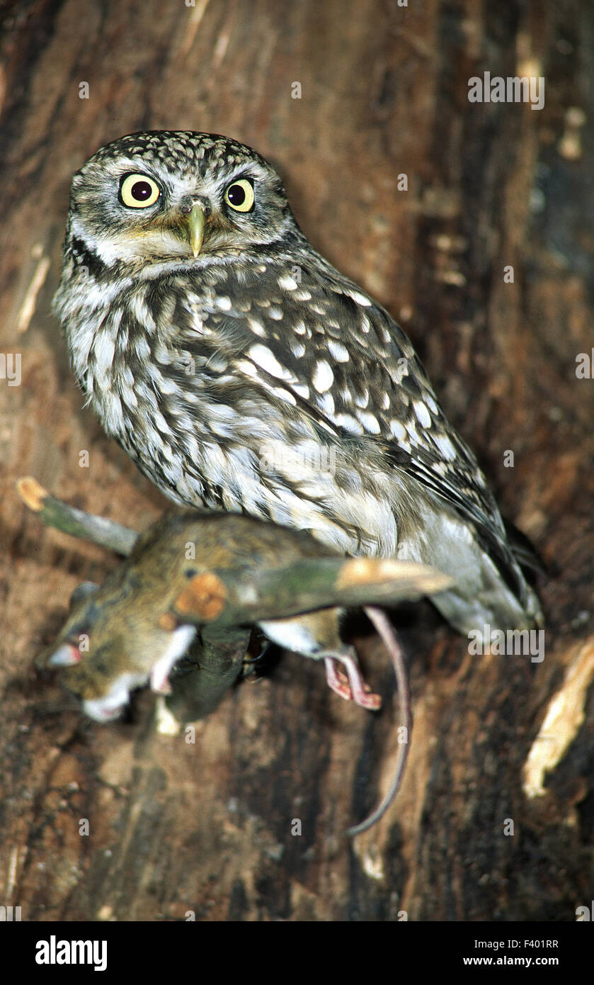 Owl; Piccolo gufo; scavando il gufo; Foto Stock