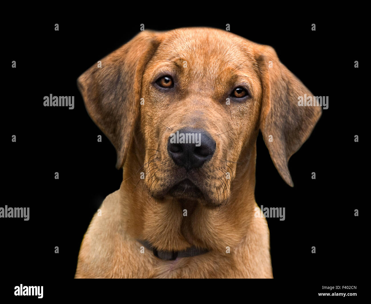 Un cane di nome Booo Foto Stock