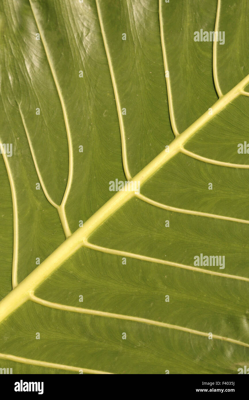 Superficie fogliare Foto Stock