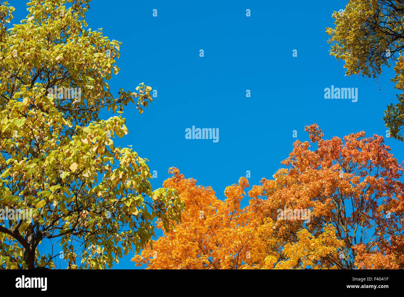 Colorata giallo fogliame di autunno contro un cielo blu Foto Stock