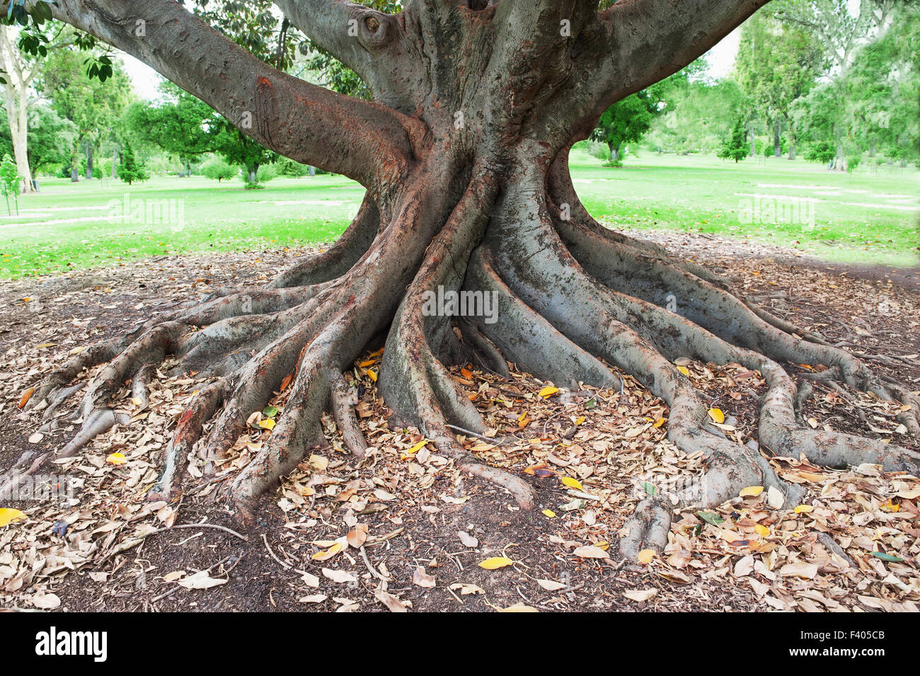 grande albero radici Foto Stock