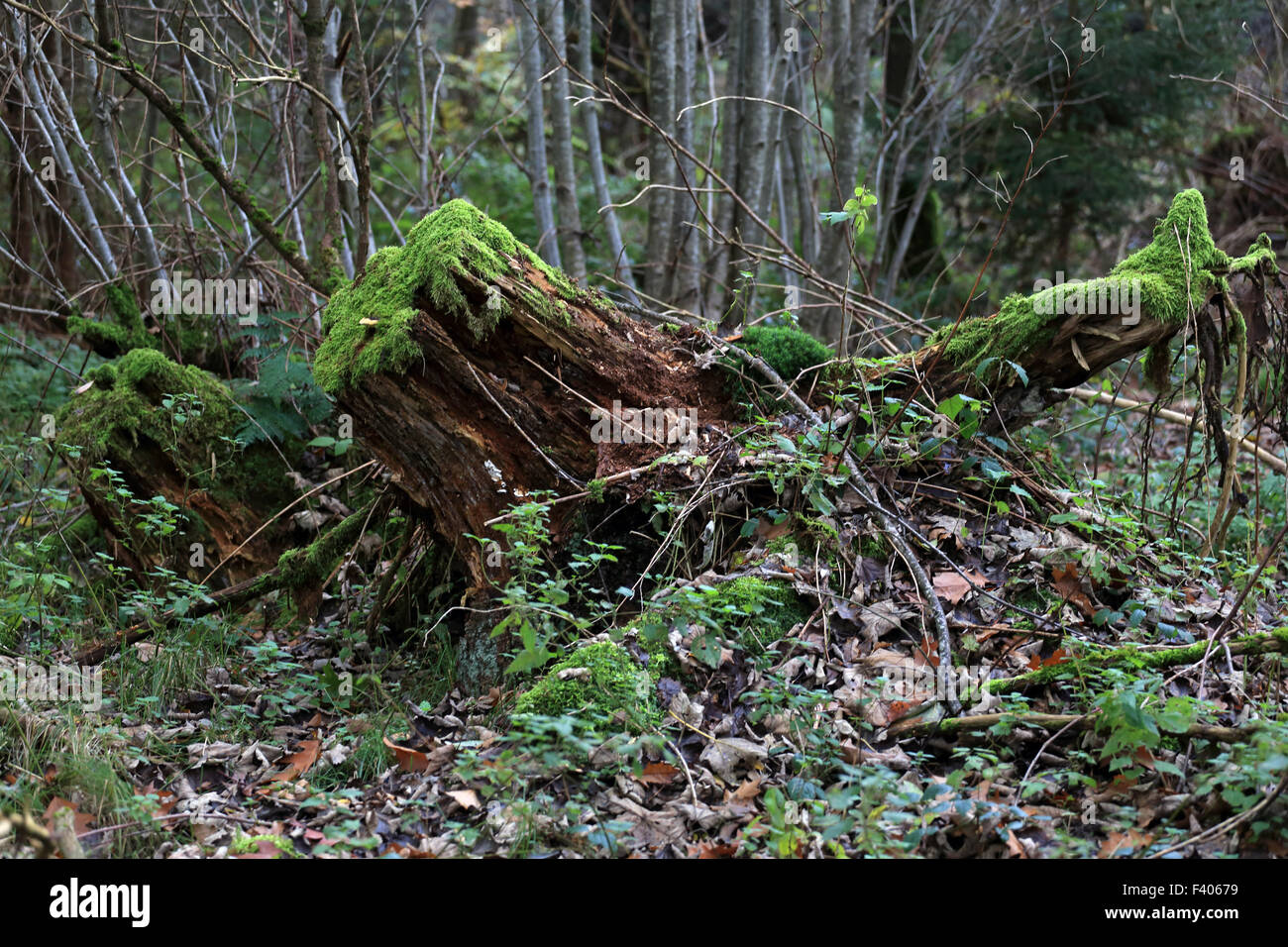 Stub di muschio, legno morto, Baviera, Germania Foto Stock