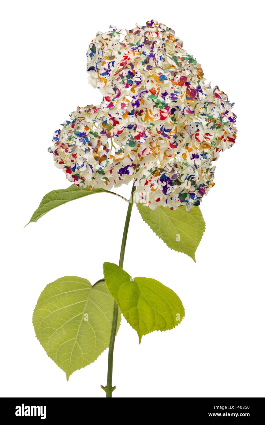 Psichedelico floreali isolato Foto Stock