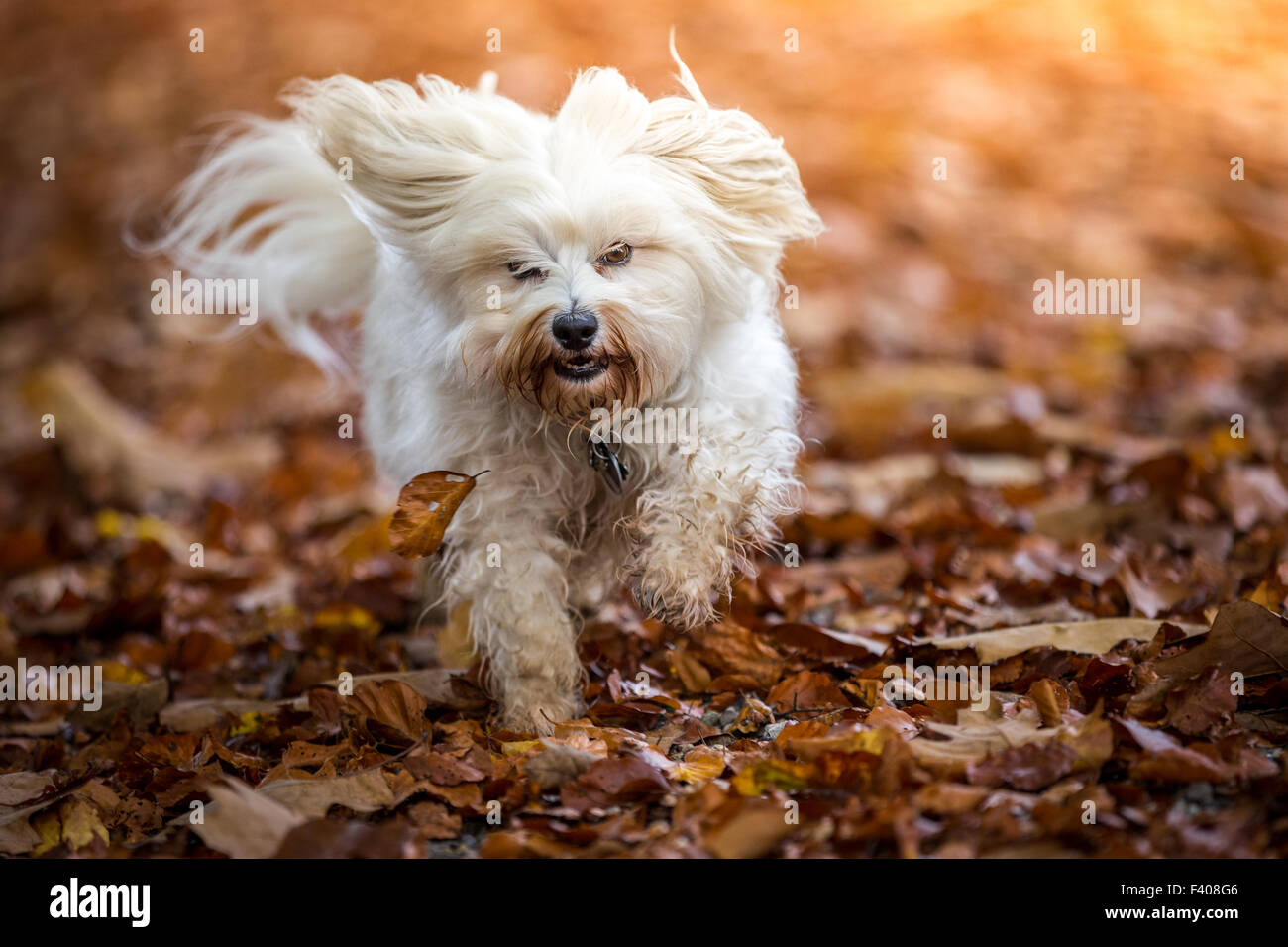 Cane in foglie di autunno Foto Stock