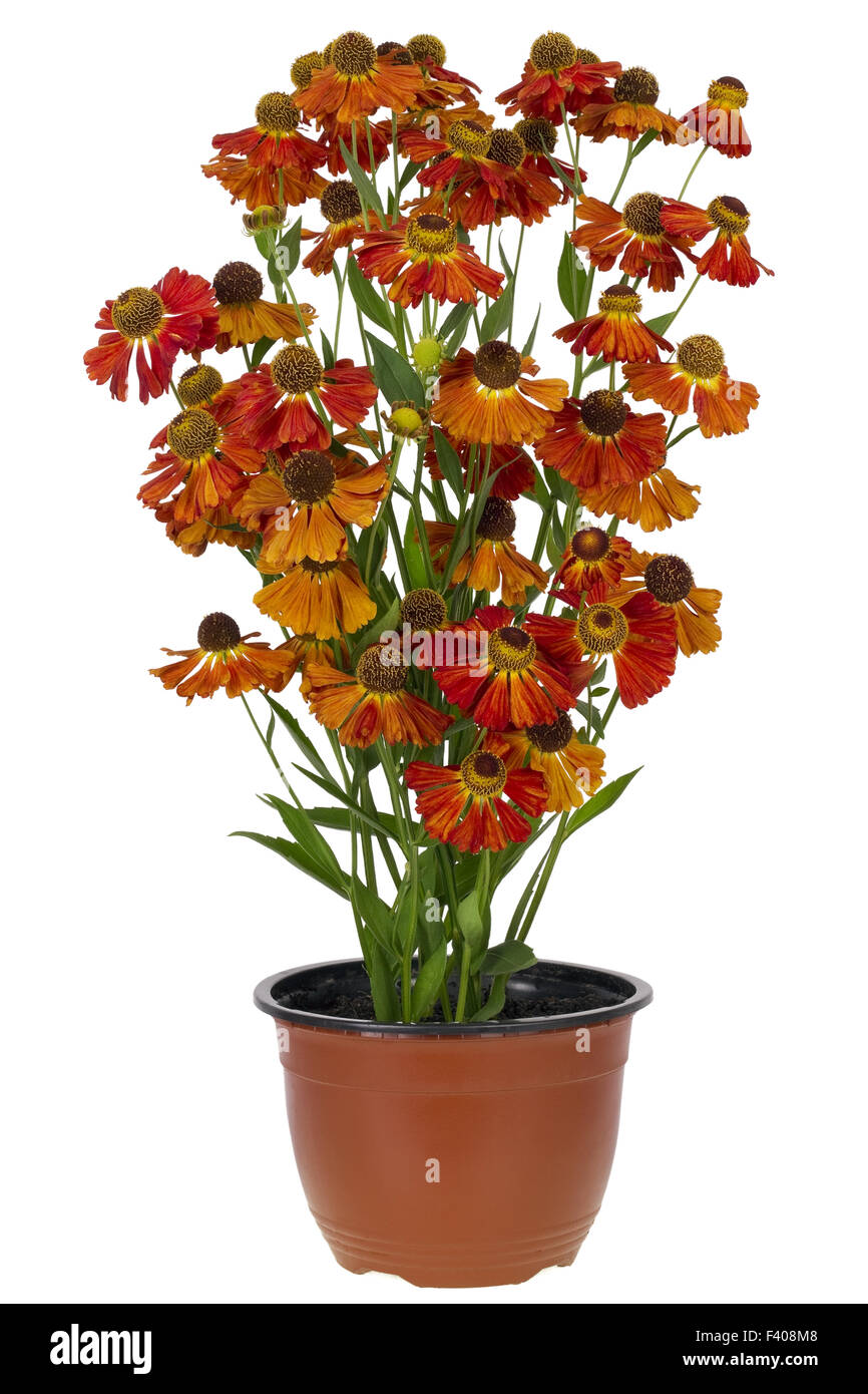 Boccola del Coreopsis fiori in vaso Foto Stock