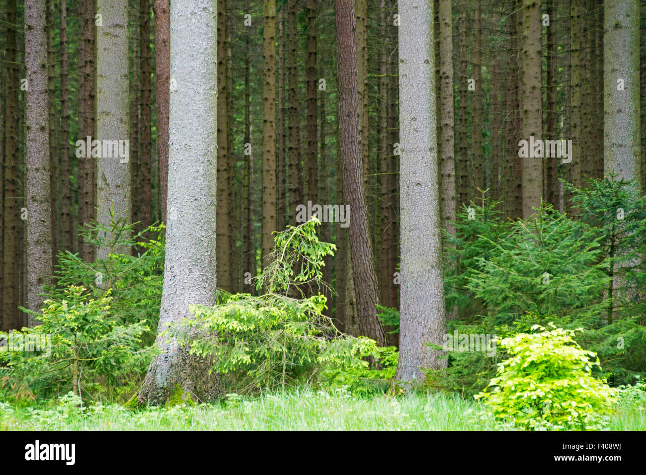Deep Forest Foto Stock