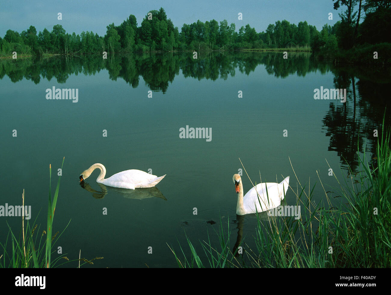 Lago, mare, Swan, Foto Stock