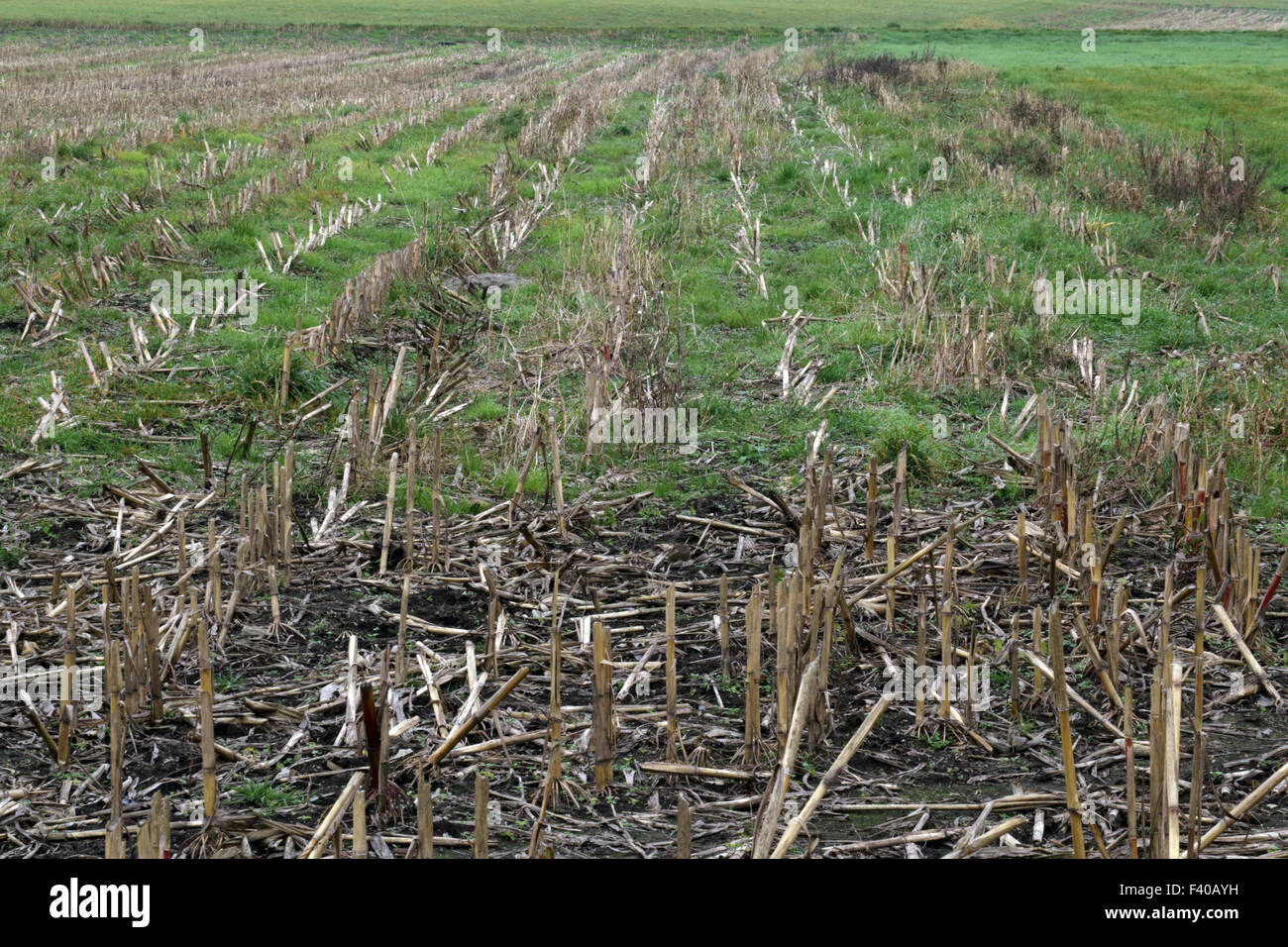 Raccolte campo di mais, Baviera, Germania Foto Stock