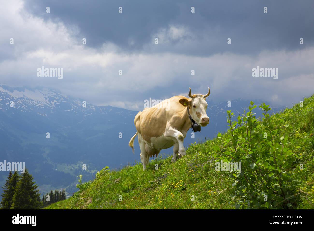 Marrone svizzero di vacche da latte in un pascolo Foto Stock