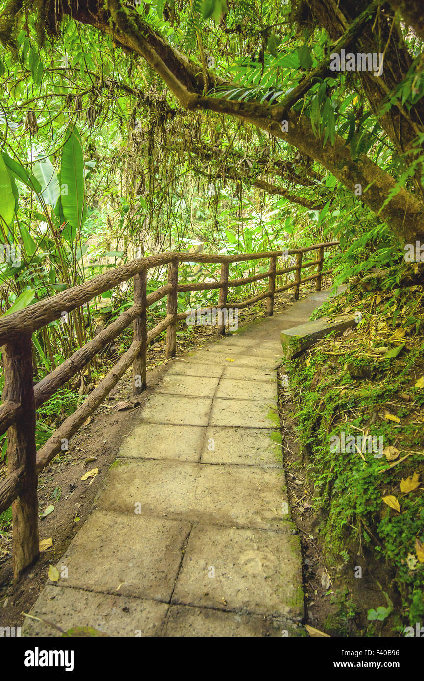 Sentiero nella giungla in Costa Rica Foto Stock
