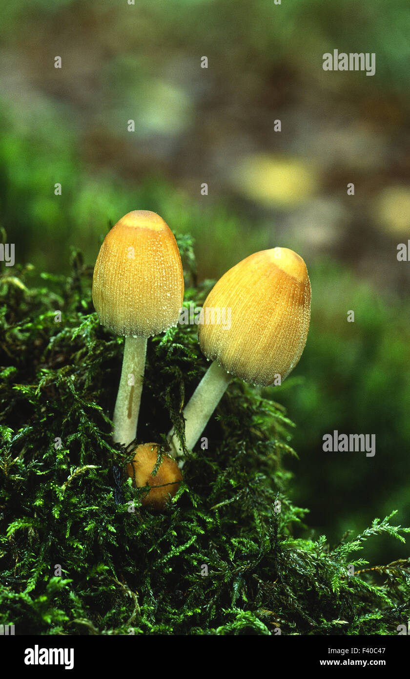 Testa a fungo, fungo, coprinellus Foto Stock