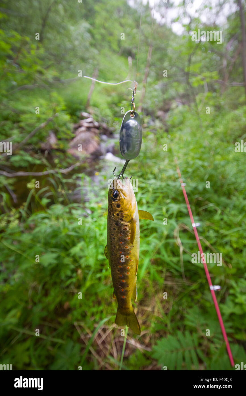 La pesca al salmone in un torrente polare Foto Stock