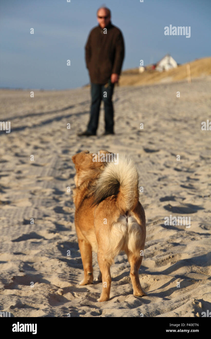 Il cane con il suo maestro in spiaggia Foto Stock