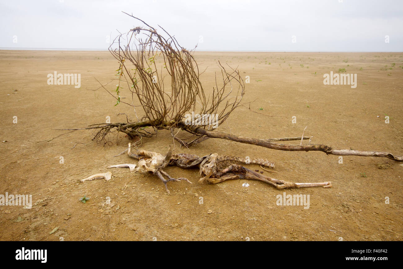 Animali morti tra sabbia e siccità Foto Stock