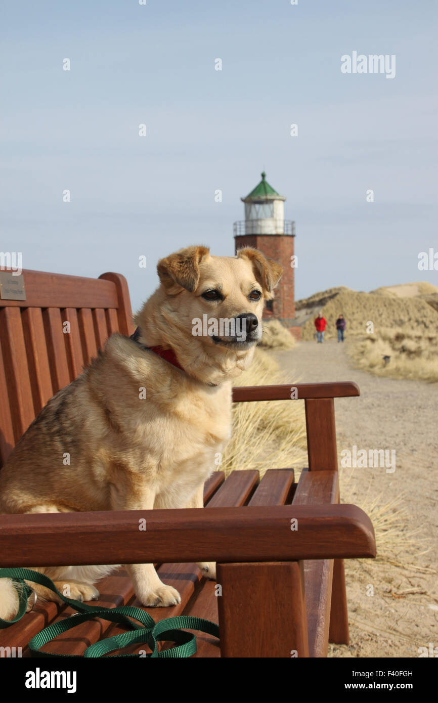 Dog sitter su un banco di lavoro Foto Stock