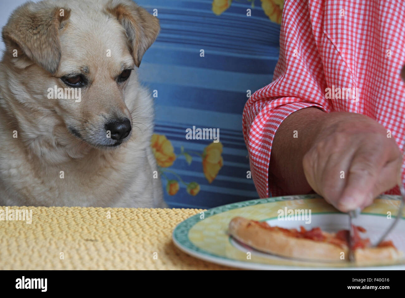 Cane di accattonaggio a tavola Foto Stock