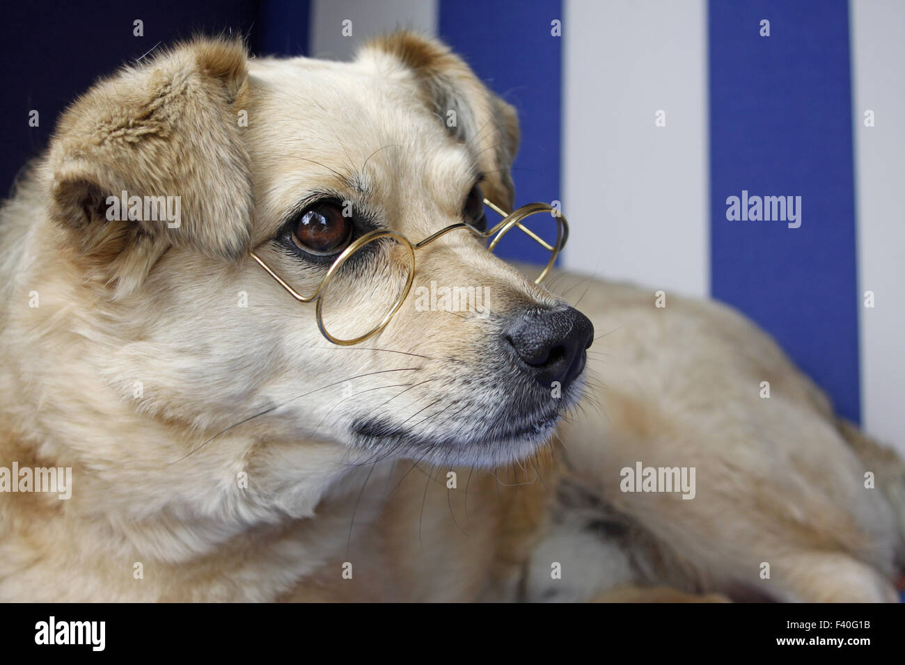 Cane con gli occhiali Foto Stock