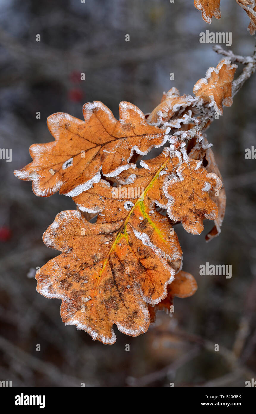 Rime; foglie di quercia con rime Foto Stock