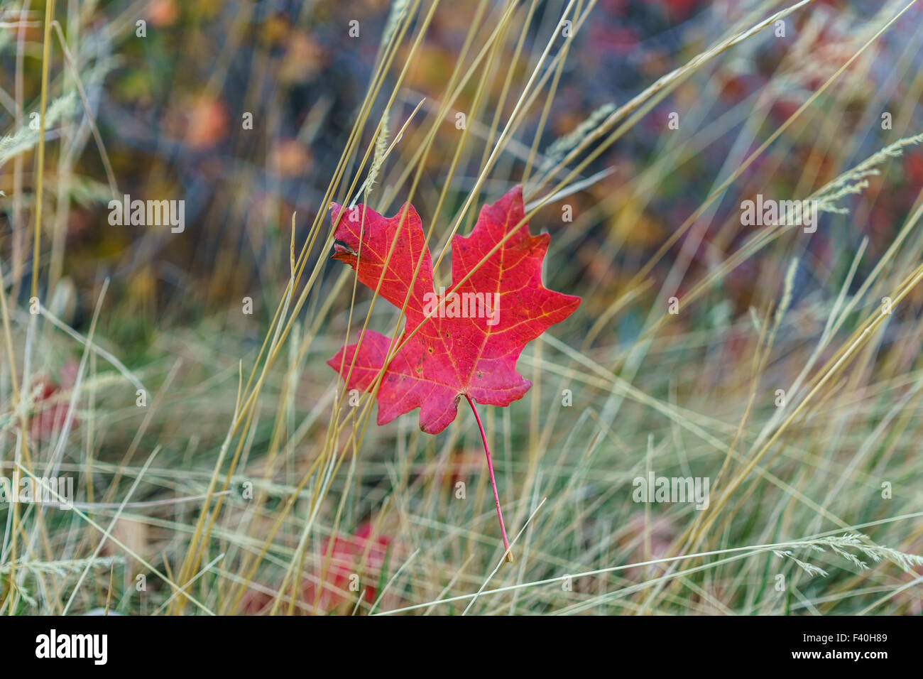 Red Autumn Leaf sospesa da erba selvatica Foto Stock